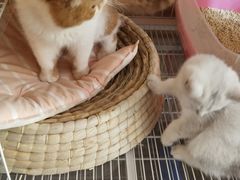 -名猫咖啡馆·撸猫·拼豆