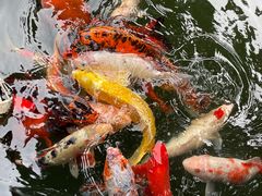 -中国唐苑