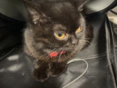 -伟伟宠物医院·CT影像中心·瑞派犬猫综合性门诊(汉口总院)