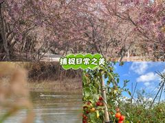 -丹樱生态园