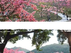-风云岭森林公园