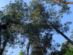 -铁山坪森林公园