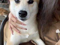 -柴犬高等学院·狗咖·柴犬售卖·宠物训练