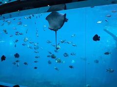 -瑞德姆美人鱼海底演艺主题餐厅(亚龙湾店)