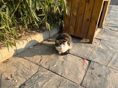 -渭南桃花源民俗文化园