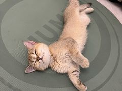 -宠爱国际动物医院· 猫科· 外科·中兽医(长白店)