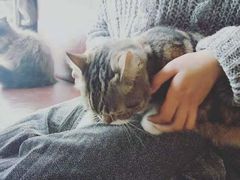 -喵园·猫主题咖啡厅·撸猫·猫咖(国贸店)