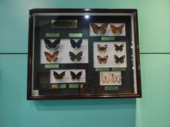 -上海昆虫博物馆