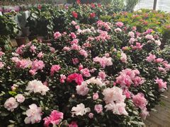 -包头市畅兴现代农业园