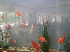-阳澄湖费尔蒙酒店颐丰阁中餐厅(马鞍山西路店)