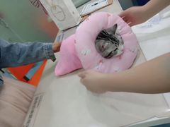 -伟伟宠物医院·CT影像中心·瑞派犬猫综合性门诊(汉口总院)