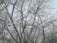 -桃花堤公园