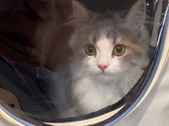 -伟伟宠物医院·CT影像中心·瑞派犬猫综合性门诊(汉口总院)