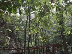-大岭沟猕猴桃谷风景区