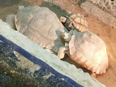 -上海大自然野生昆虫馆(东方明珠·爬宠昆虫探索中心)