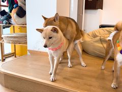 -南京Hallo宠物乐园·哈罗犬舍·柴犬繁育基地