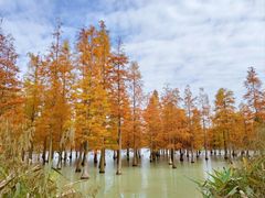 -白鹭湾湿地公园