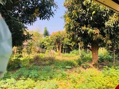 -西双版纳原始森林公园