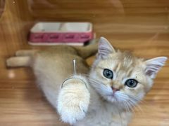 -猫十亿·布偶金渐层·曼基康矮脚猫舍(青年路店)