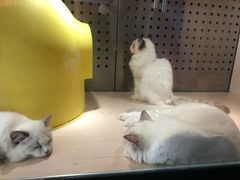 -瞄一喵猫咖(格力海岸店)