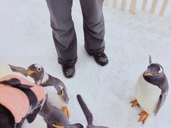 -广州热雪奇迹