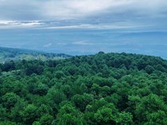 -铁山坪森林公园