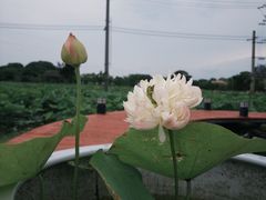 -嘉北郊野公园