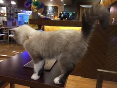 -喵园·猫主题咖啡厅·撸猫·猫咖(国贸店)