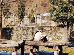 -卧龙中华大熊猫苑神树坪基地