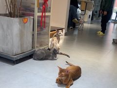 -琪喵猫屋·撸猫猫咖·猫舍