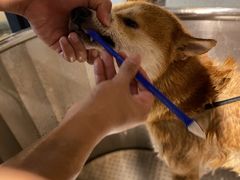 -PETKIT小佩宠物·低压洗护(国顺东路店)