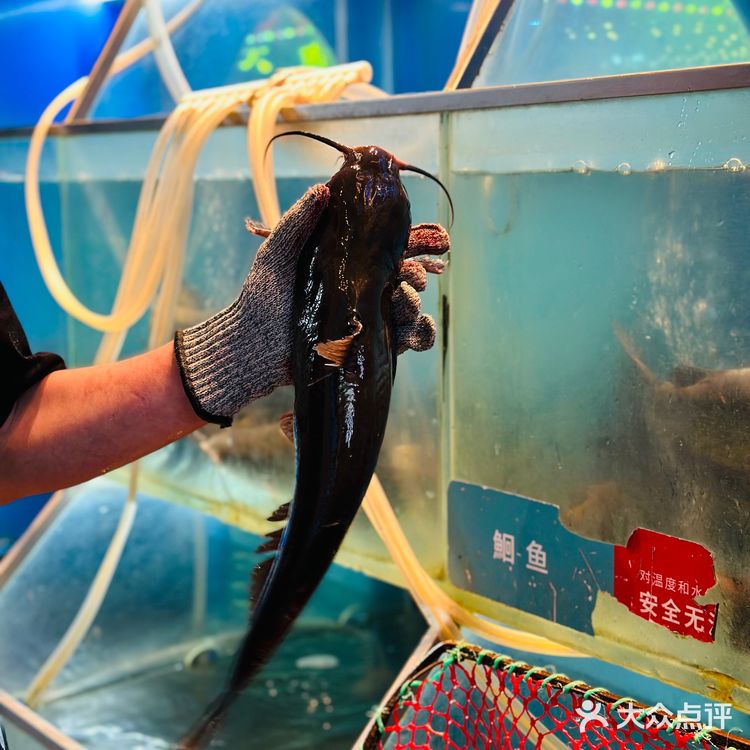 百吃不厌的鱼酷荔枝香辣烤鱼