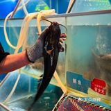 百吃不厌的鱼酷荔枝香辣烤鱼