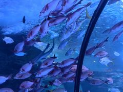 -太平洋海底世界