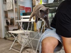 -猫亿天猫咖
