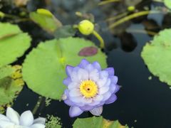 -中国科学院华南植物园