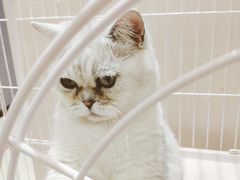 -藏猫猫咖啡主题馆(中央大道店)