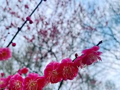 -杭州植物园