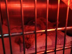 -瑞派申生动物医院·24H夜诊·国际动物医疗中心·骨外科(吴中路店)