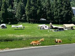 -武陵山森林公园