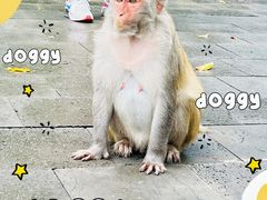 -南湾猴岛+椰田古寨一日游