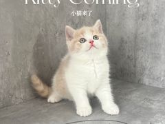 -小猫来了·猫舍(红山六九七九店)