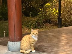 -九尺赵老四鲜鹅肠火锅