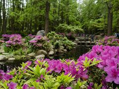 -上海共青森林公园