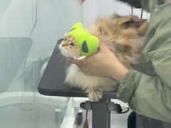 -爱洗澡的猫(望京店)