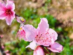 -桃源山庄·水蜜桃采摘·柴火鸡·烧烤团建(龙泉山店)