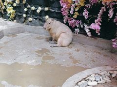 -正佳雨林生态植物园