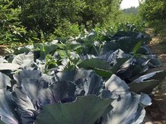 -意大利农场度假村