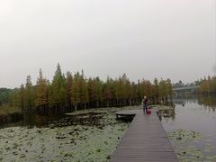 -白鹭湾湿地公园