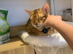 -啵啵喵·猫咖(攀华国际店)